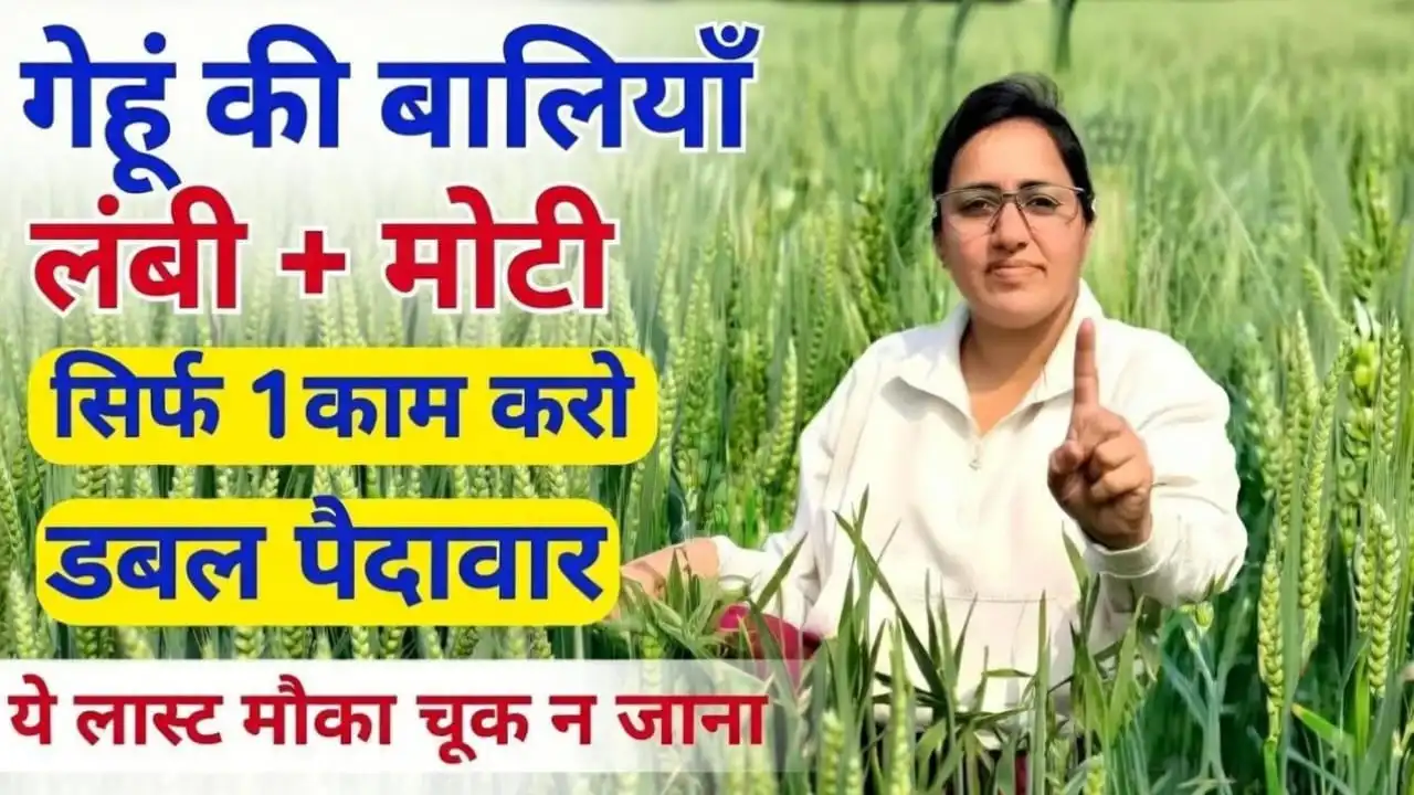 गेहूं की फसल में